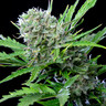 Royal Bluematic