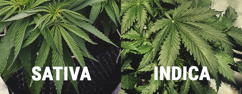 VILKA SKILLNADER ÄR DET MELLAN INDICA OCH SATIVA?