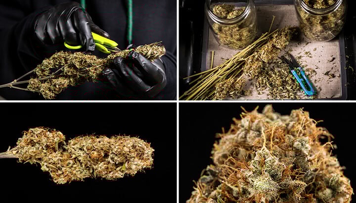 Dry and cure cannabis buds Dry and cure cannabis buds